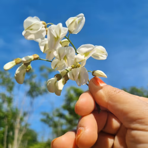 Acacia