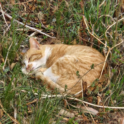 cat