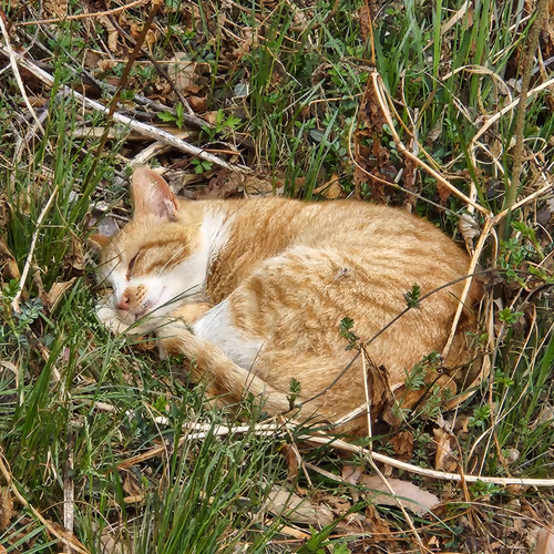 cat