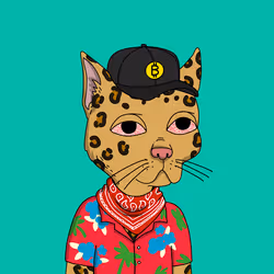 Bitcoin Cats