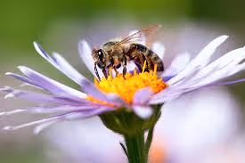 bee 876