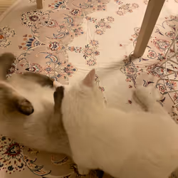 Cats white & brown