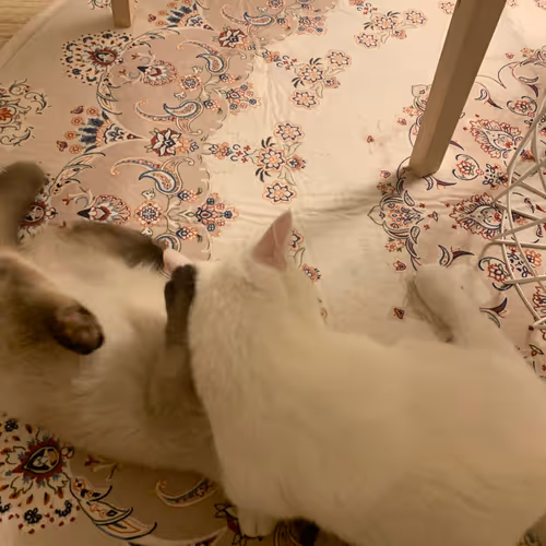 Cats white & brown