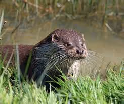 otter