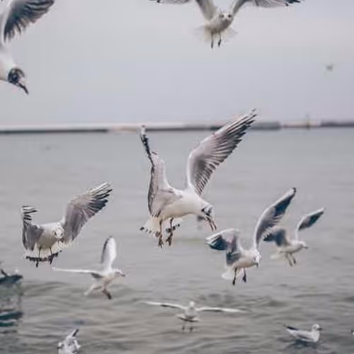 Clean