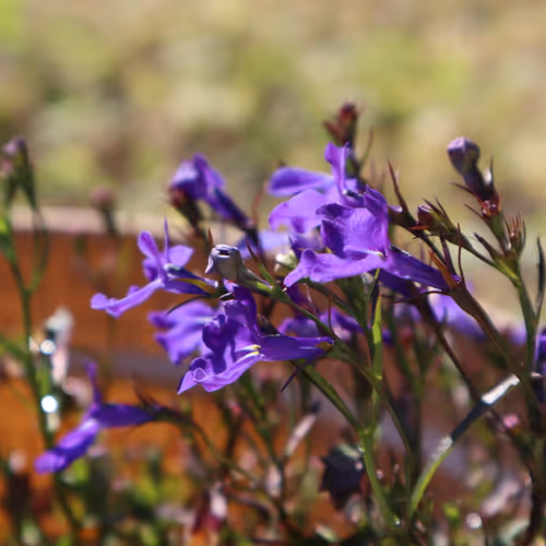 Dae's Flower Garden 🌱