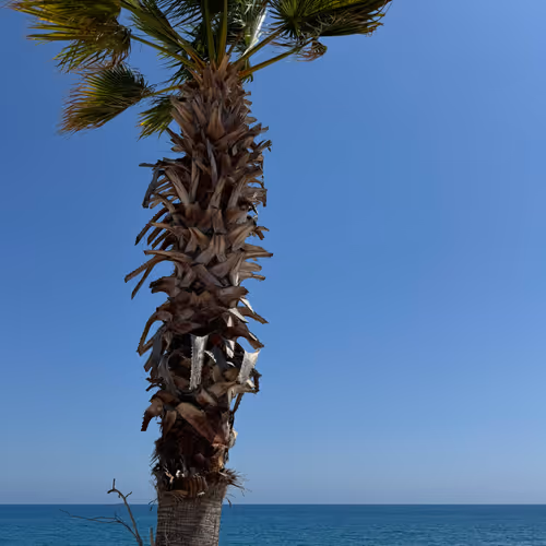 palm tree