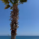 palm tree