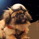 Space Pups