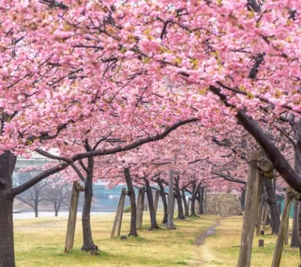 cherry blossom