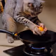 Cat Frying