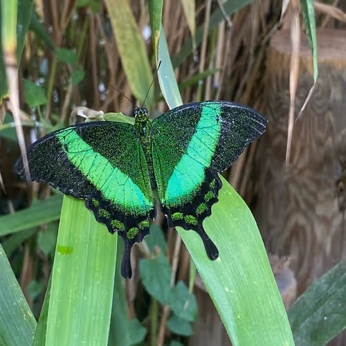 Butterflies