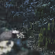 slid opacity innocent