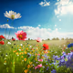 spring