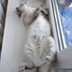 Kitty