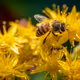 Bee at work