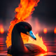 Fiery Black Swan