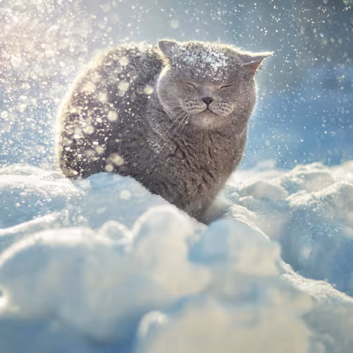 SnowCat