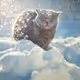 SnowCat