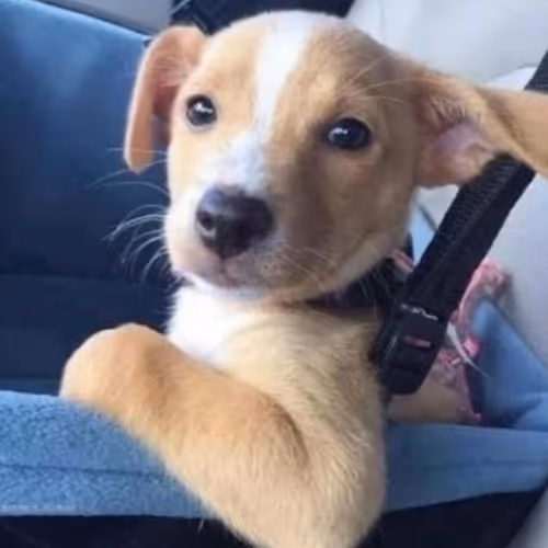 어 형왔dog