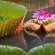 Water lily
