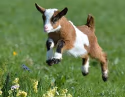 Goat