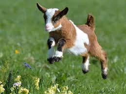 Goat