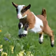 Goat