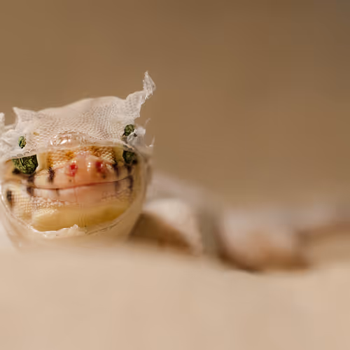 gm gecko