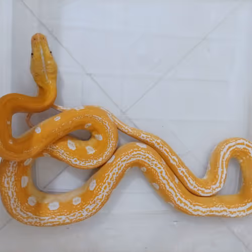 Psnake