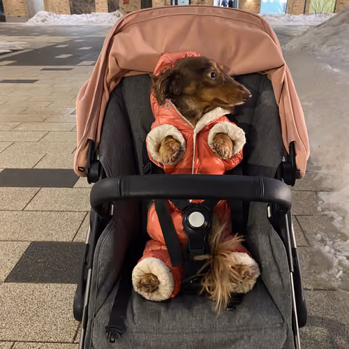 dogs sisters