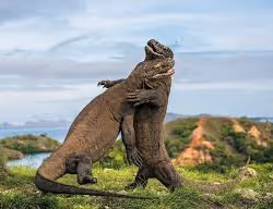 varan
