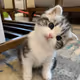 Meow