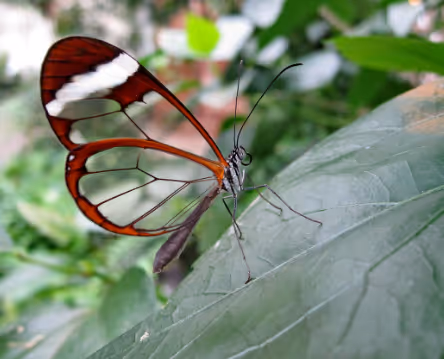 butterfly