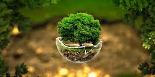 a little tree