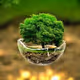 a little tree