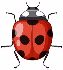 LadyBug