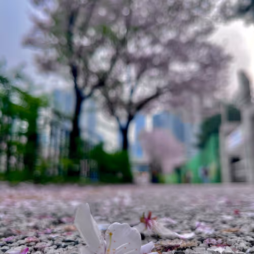 2024년 벚꽃 길