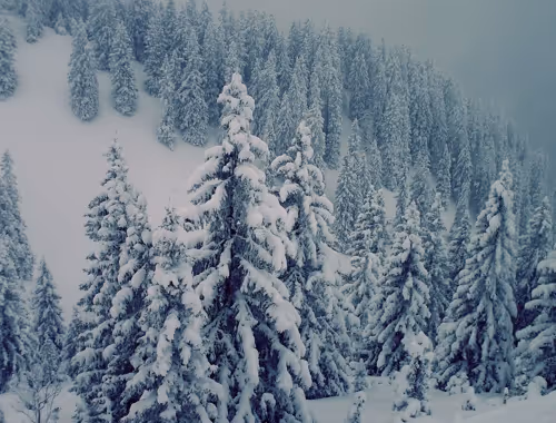 Winter Forest