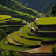 greenTerraces