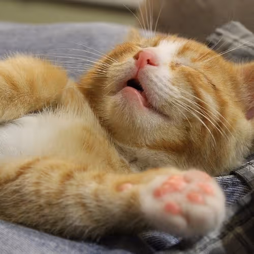 dreams
