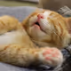 dreams