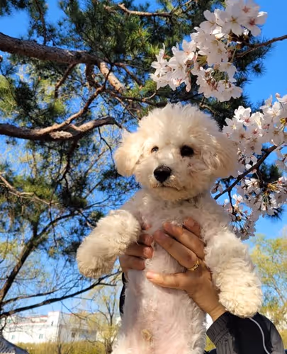 Mandu’s first cherry blossom