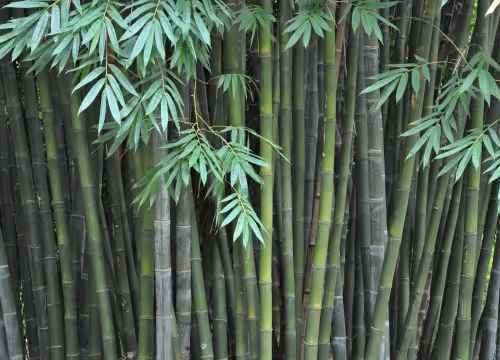 Bamboo