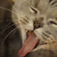 Cat does HAHAHA