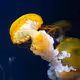 Jellyfish like Orange