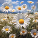 chamomile free ETH 0.000111