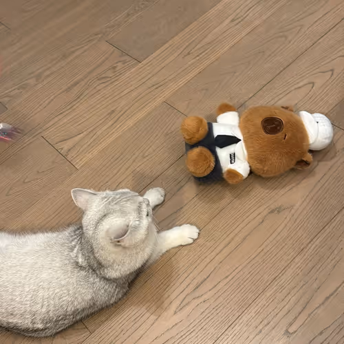 Cat play capybara