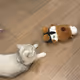 Cat play capybara