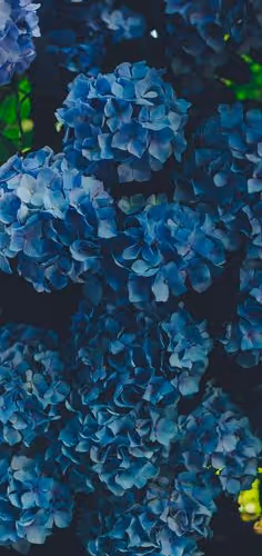 Blue Blossoms